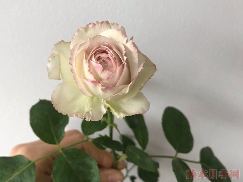 银色蕾丝(silver lace)-切花月季品种-图片-藤本月季网