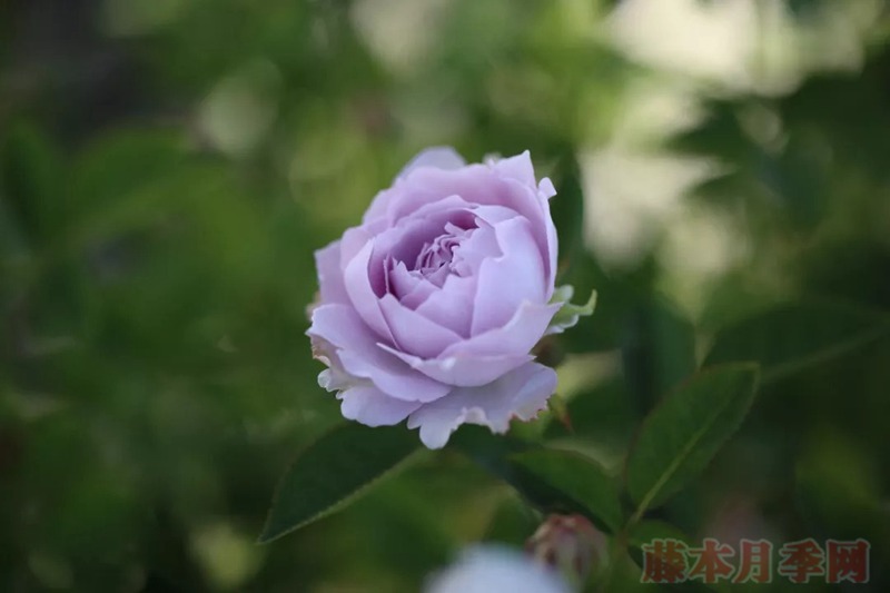 空蒙——蓝紫色系月季之经典品种
