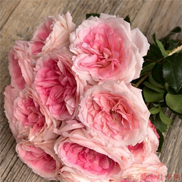 粉红梅拉新娘-切花月季品种-图片-藤本月季网
