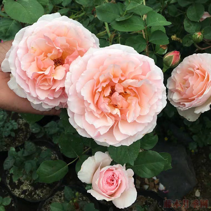 浪漫绯句haiku romantika-切花月季品种-图片-藤本月季网