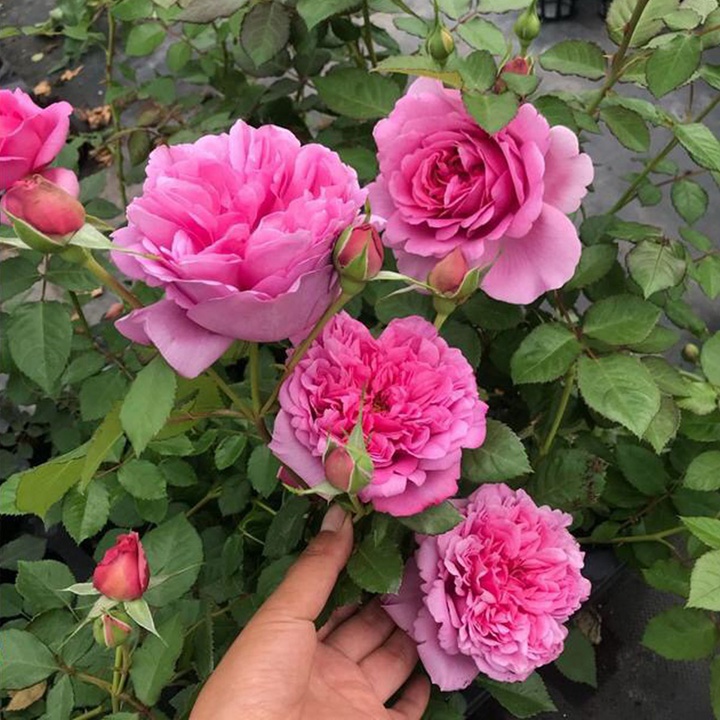 庞巴度rosepompadour-大花月季品种-图片-藤本月季网