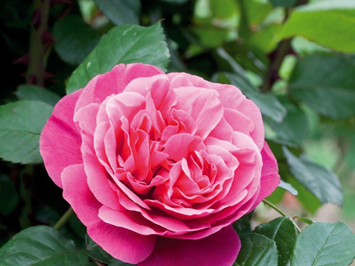biltmore国际月季竞赛最芳香月季奖