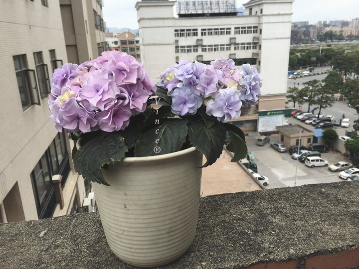 雷音(raion-绣球花-藤本月季网