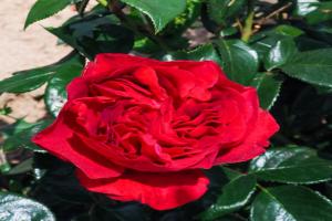 伏旧园之花Rose Clos Vougeot
