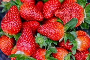 草莓品种哪个好吃,草莓品种怎么选择
