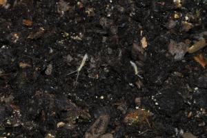 月季盆土里有小白虫怎么办