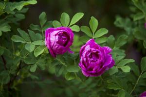 食用玫瑰花的种植方法及养护
