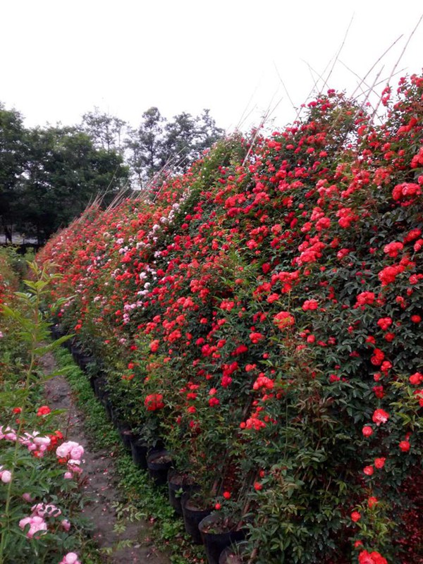 红色龙沙宝石（红龙）Red Eden Rose