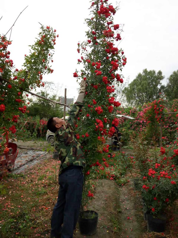 红色龙沙宝石（红龙）Red Eden Rose