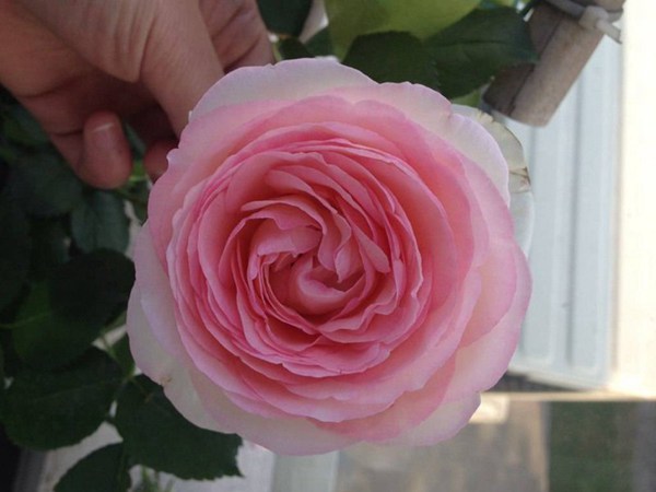 粉色龙沙宝石（粉龙）Rose Eden