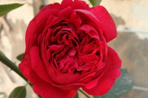 红色龙沙宝石（红龙）Red Eden Rose