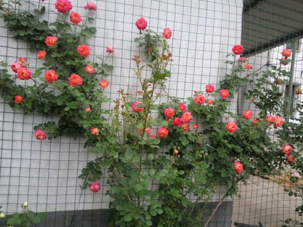 藤宝贝（藤本浪漫宝贝）