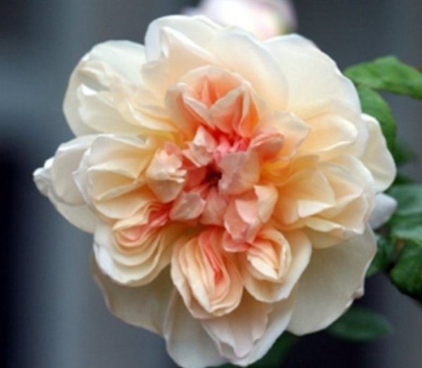 黄铜芙蓉Jaune Desprez