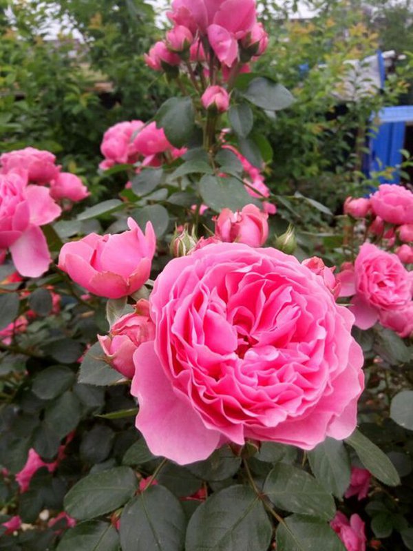  Pink Leonardo ( Leonardo da Vinci) 