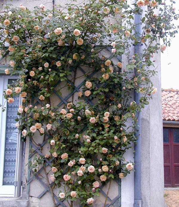 第戎的荣耀(Gloire de Dijon)