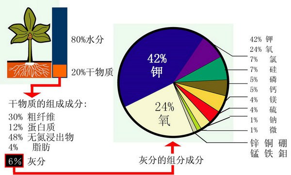 藤本月季对于各种元素的需求