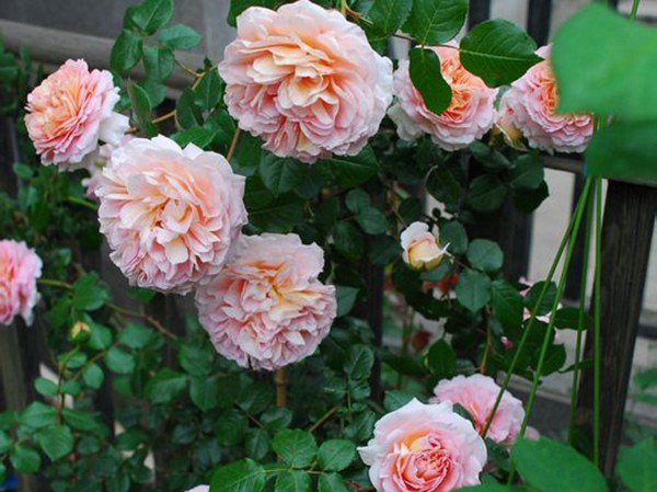 亚伯拉罕·达比（Abraham Darby）