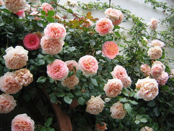 亚伯拉罕·达比（Abraham Darby）