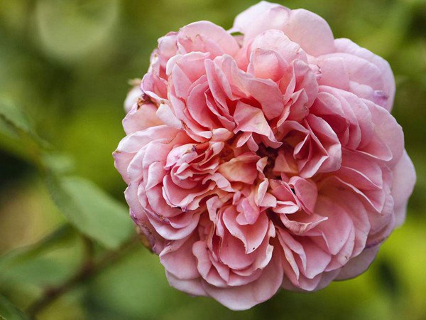 亚伯拉罕·达比（Abraham Darby）