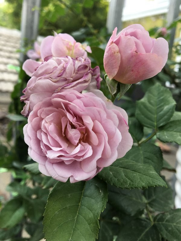 薰衣草花环(Lavender Flower Circus)
