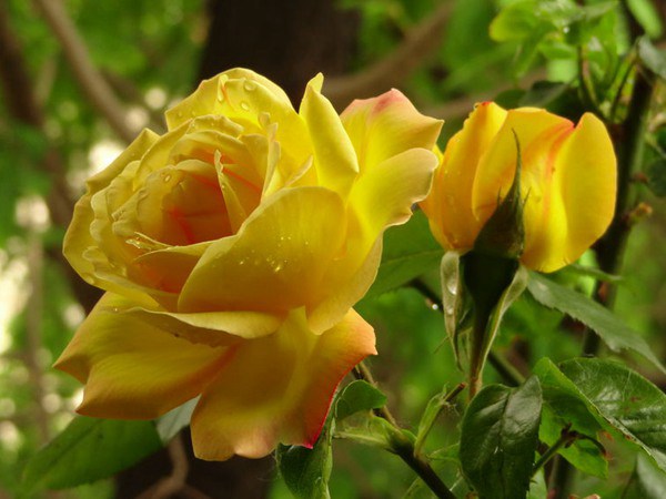 藤本黄和平(Yellow Peace)