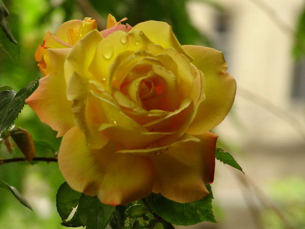 藤本黄和平(Yellow Peace)