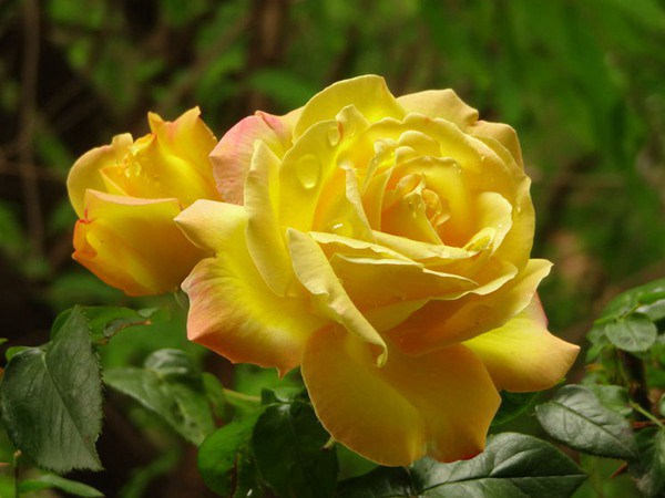 藤本黄和平(Yellow Peace)