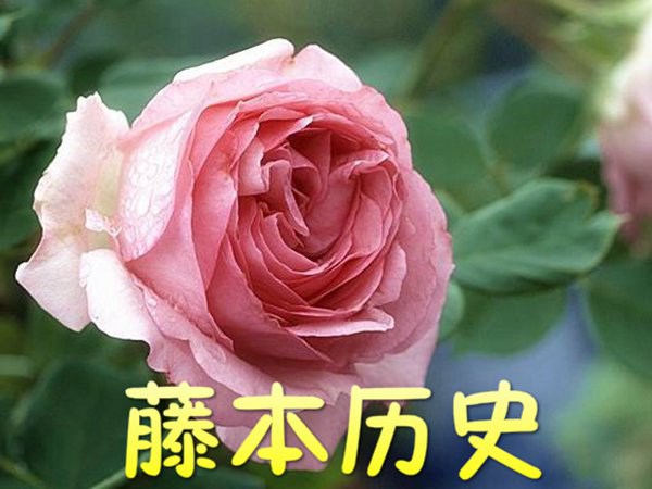 藤本历史