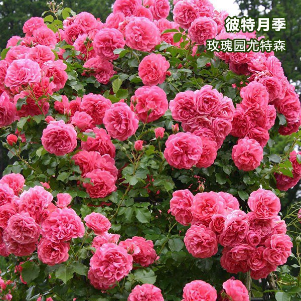 玫瑰园尤特森