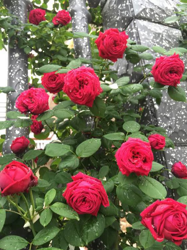 福斯塔夫月季_图片_优缺点介绍-藤本月季网