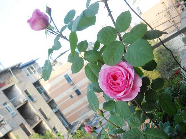 格特鲁德·杰基尔(GertrudeJekyll)