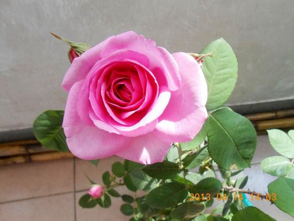 格特鲁德·杰基尔(GertrudeJekyll)