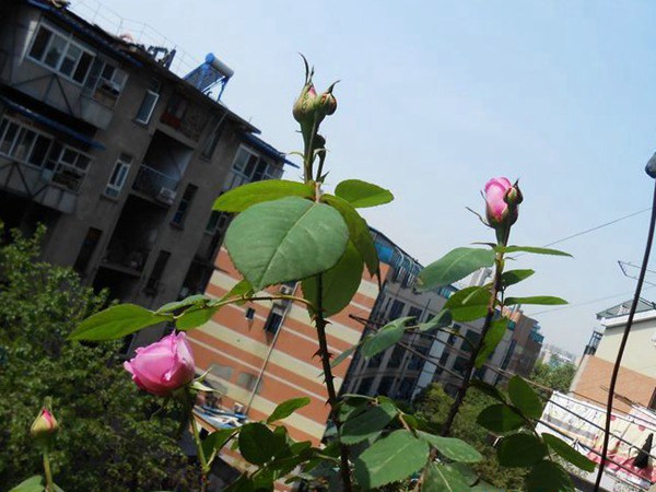 格特鲁德·杰基尔(GertrudeJekyll)