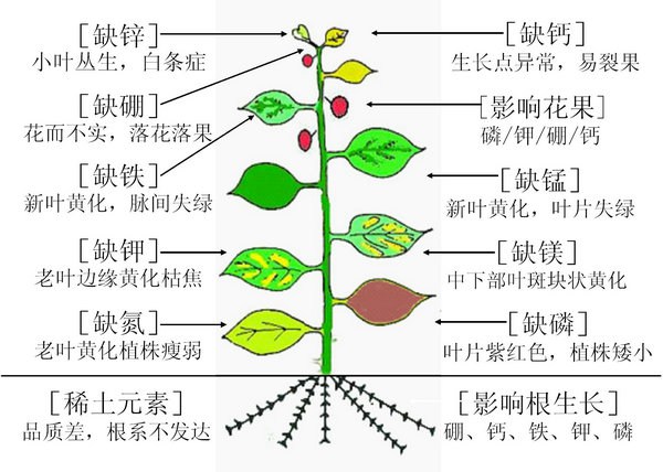 各种微量元素缺少后的表现。