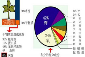 月季缺肥的各种表现以及处理方法