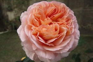 亚伯拉罕·达比（Abraham Darby）