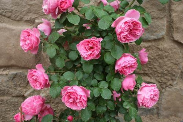 粉色达芬奇——带香的开花机器