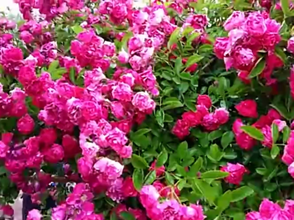 [海棠蔷薇]海棠蔷薇花期_优缺点