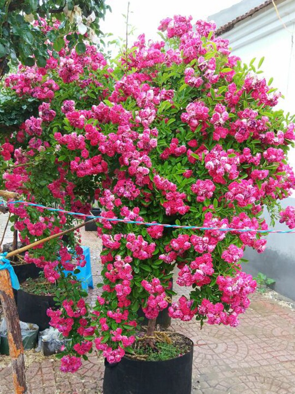[海棠蔷薇]海棠蔷薇花期_优缺点