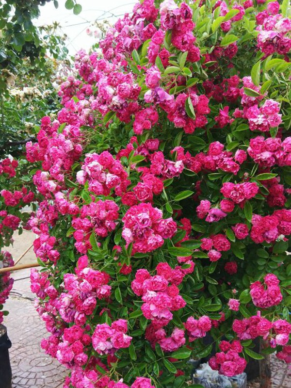 [海棠蔷薇]海棠蔷薇花期_优缺点