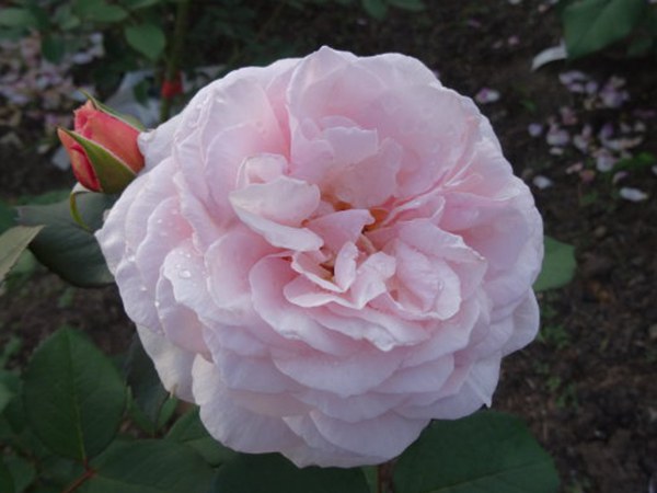 什罗普郡一少年(A Shropshire lad)