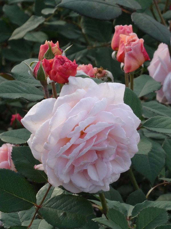 什罗普郡一少年(A Shropshire lad)