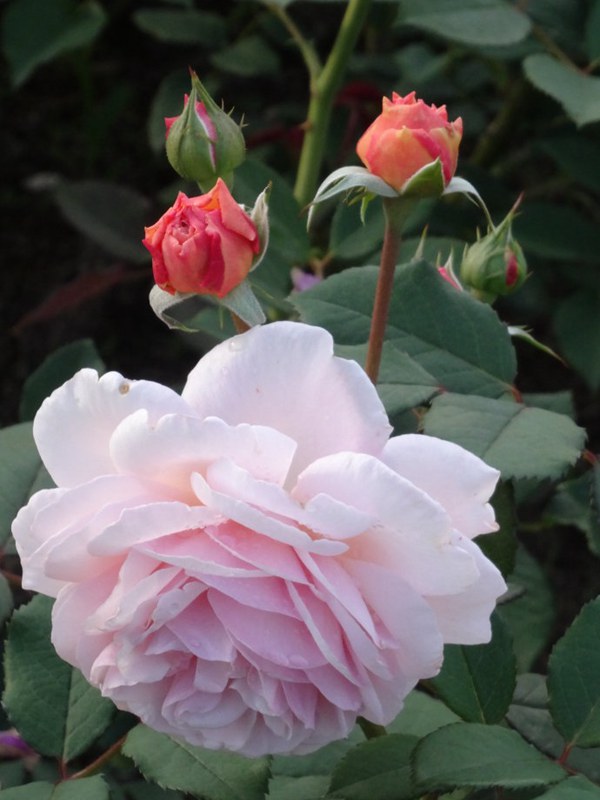 什罗普郡一少年(A Shropshire lad)