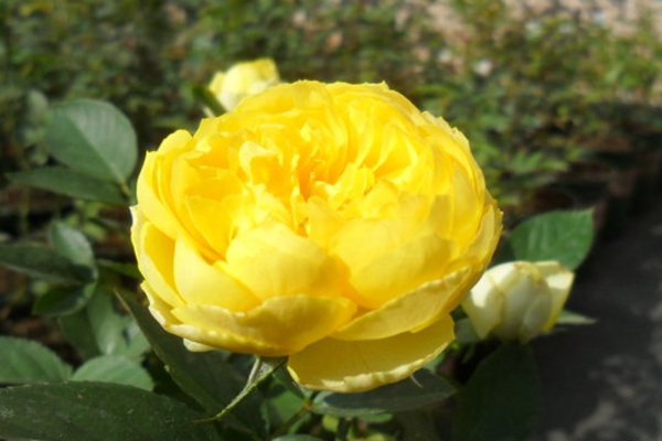金丝雀(Canary)