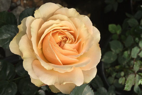 木星王阳台(Jupiter King Terrazza)