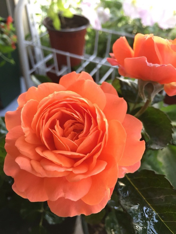 土星王阳台(Saturnus King Terrazza)