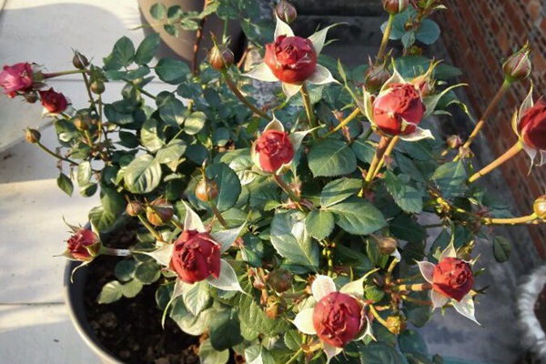 冥王星阳台(Pluto King Terrazza)