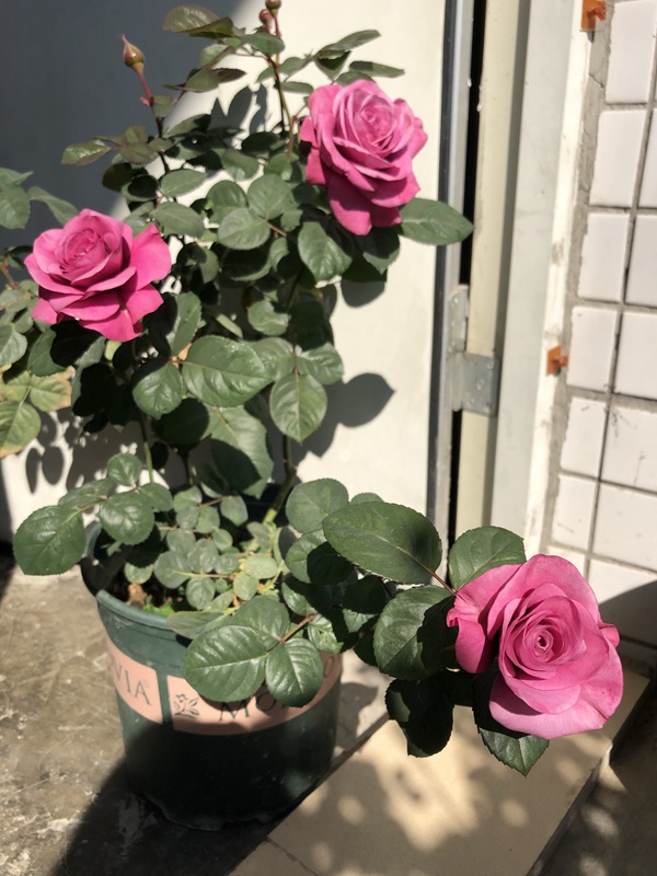 冥王星阳台(Pluto King Terrazza)