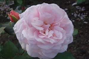 什罗普郡一少年(A Shropshire lad)