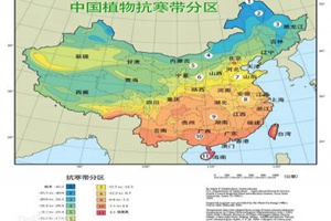 藤本月季耐寒吗（藤本月季耐寒性分区表）